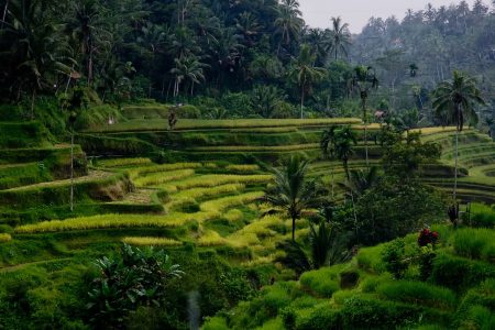 Tegalalang Rice Teracce
